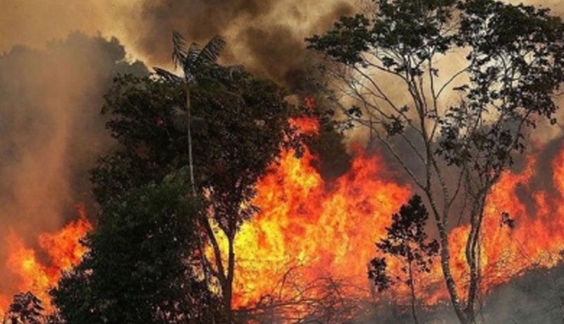 Incendios En La Amazonia: “Esto Es Una Verdadera Catástrofe Planetaria”