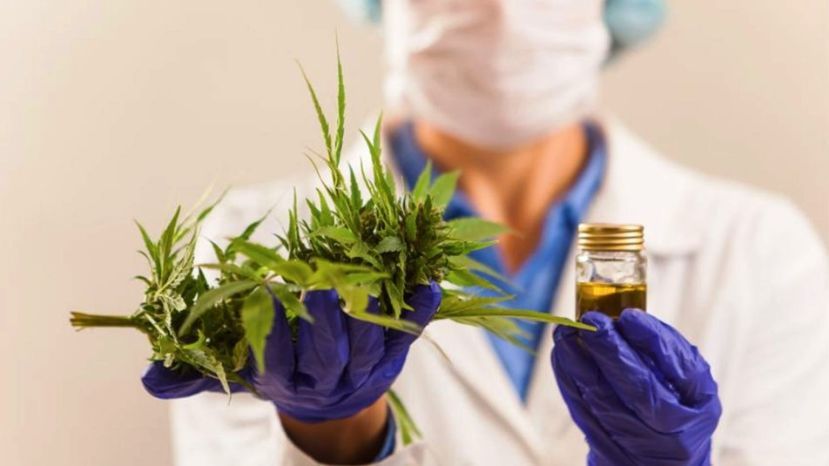 Hospital El Cruce: Primer Hospital Bonaerense En Utilizar Cannabis Medicinal