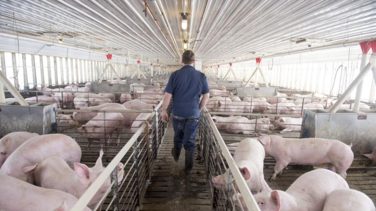 Acuerdo Con China Por Granjas De Cerdos: Cómo Se Puede Medir Y Controlar El Impacto En El Medio Ambiente Y La Salud
