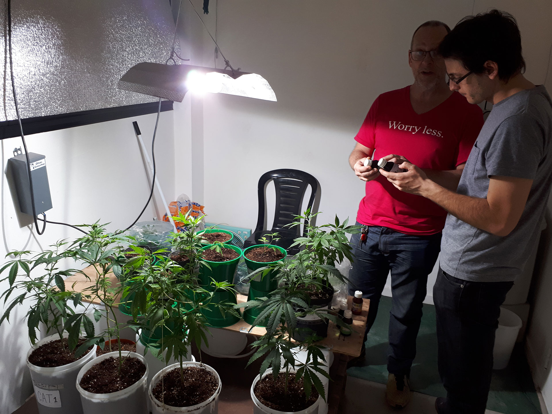 Autorizaron A La UNLP A Cultivar Cannabis Con Fines Científicos