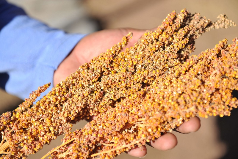 Investigadores Del INTA Desarrollan Una Planta Procesadora De Quinoa, El Nuevo Superalimento