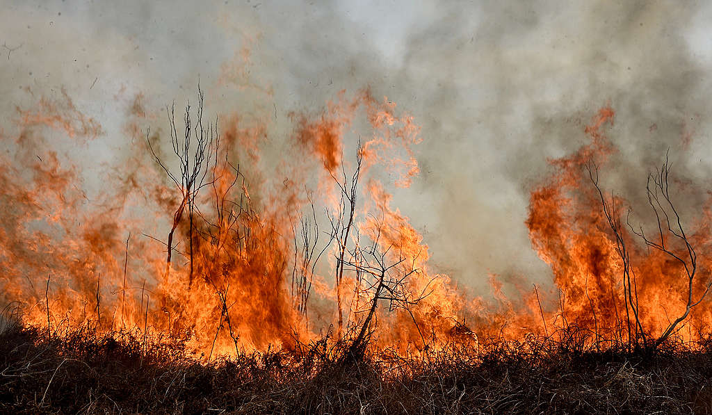 Incendios Forestales En Argentina: Una Problemática Que Amenaza El Medioambiente