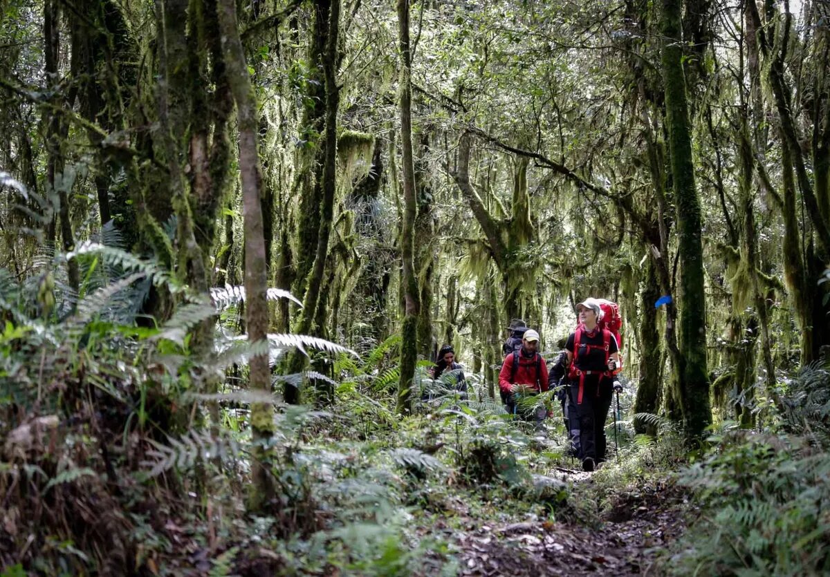 Una Red Nacional Busca Monitorear Los Bosques Nativos De Argentina