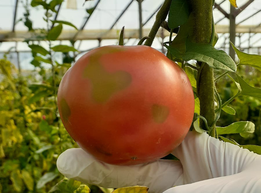 Alertan Por Un Virus Del Tomate Detectado En La Región