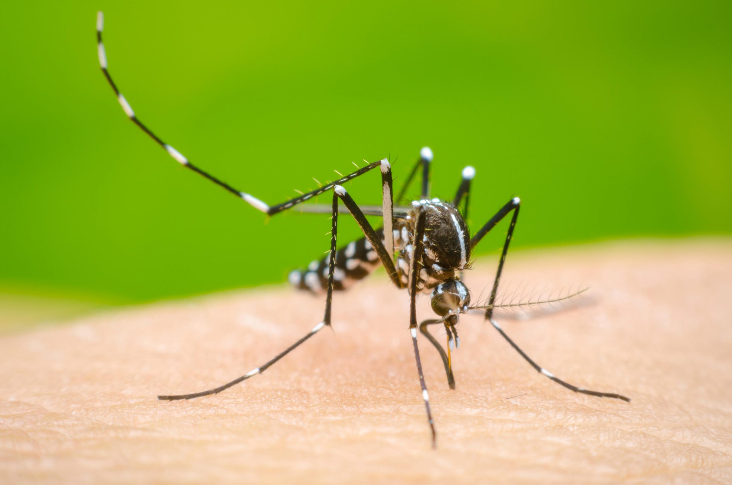 El Ministerio De Salud Bonaerense Recomienda Medidas Para Prevenir El Dengue